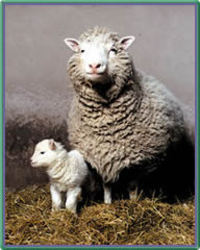 L'agnellino Dolly con la 'mamma'