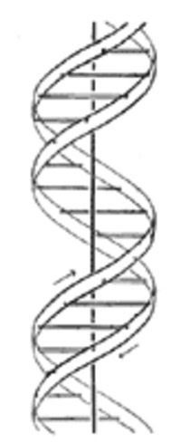 Disegno originale della doppia elica del DNA