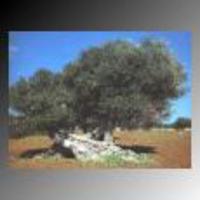 olivo secolare