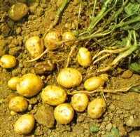 patate pronte per la raccolta