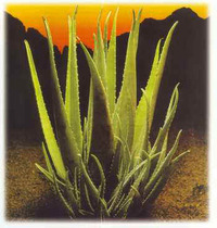 pianta di aloe