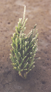 pianta di salicornia