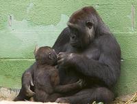 gorilla che allatta