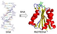 Le proteine sono costruite dalla cellula traducendo le istruzioni contenute nel DNA