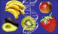 L'ingegneria genetica lavora sul DNA dei vegetali