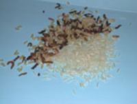 Varietà di riso