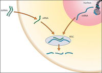 RNA antisenso - meccanismo di funzionamento