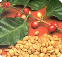 Frutti e semi della pianta del caffè 