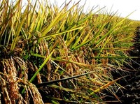 Sintomi di brusone, causato da Pyricularia oryzae, su foglie di riso. Un nemico per il cereale più consumato al mondo. 