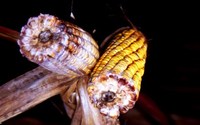 Pannocchie di mais colpite da funghi del genere Fusarium, produttori di