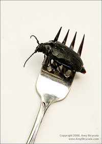 scarafaggio su forchetta