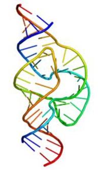 RNA struttura