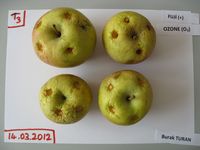 mele varietà Fuji conservate per 4 mesi in cella frigorifera (2°C) in presenza di ozono