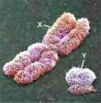 Cromosoma Y - icona