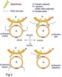 Lisin fig. 2 - Innervazione dello sfintere anale ed episiotomia