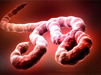Ebola, proseguono i contagi
