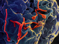 Il piano d'azione contro ebola in Italia