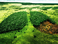 La foresta Amazzonica e il calo della deforestazione