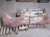 Scoperto in Patagonia il più grande dinosauro mai esistito