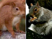 Gli scoiattoli grigi padroni del parco del Valentino… e non solo