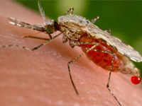 Cambiare sesso alle zanzare per sconfiggere la Malaria