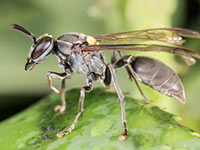 Cancro e vespe brasiliane 